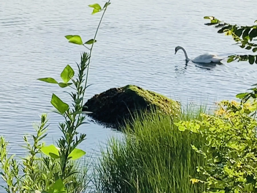 IMG_1525.jpg?type=w966