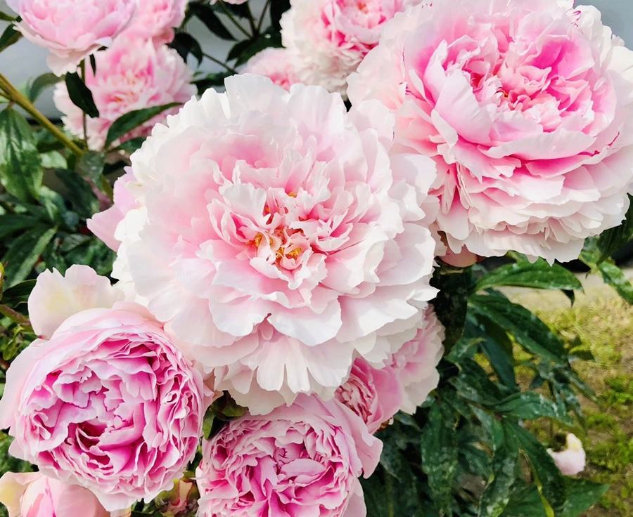 IMG_7888.jpg?type=w966