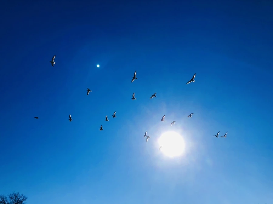 IMG_8022.jpg?type=w966