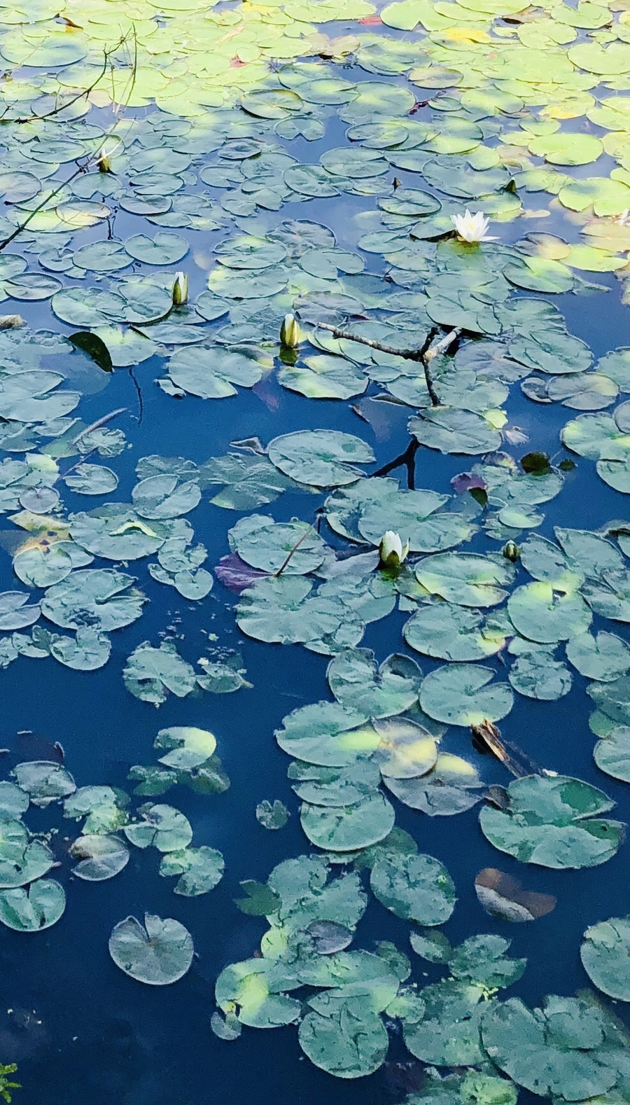 IMG_9413.jpg?type=w966