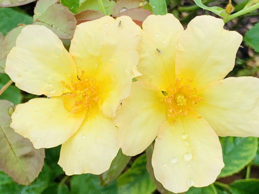 IMG_0950.jpg?type=w966