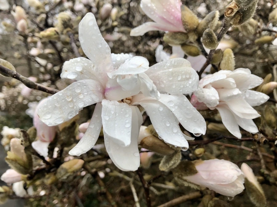 IMG_6177.jpg?type=w966