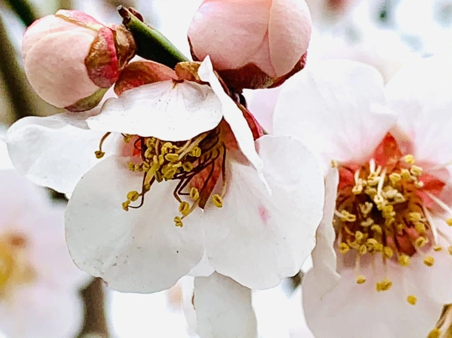 IMG_3628.jpg?type=w966