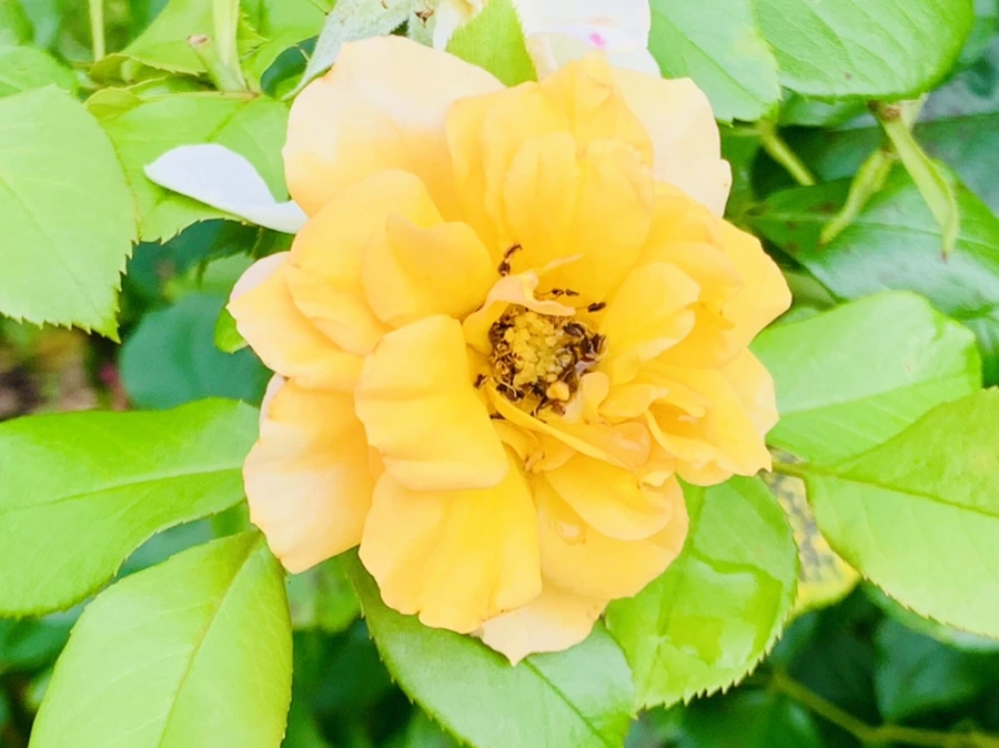 IMG_8738.jpg?type=w966