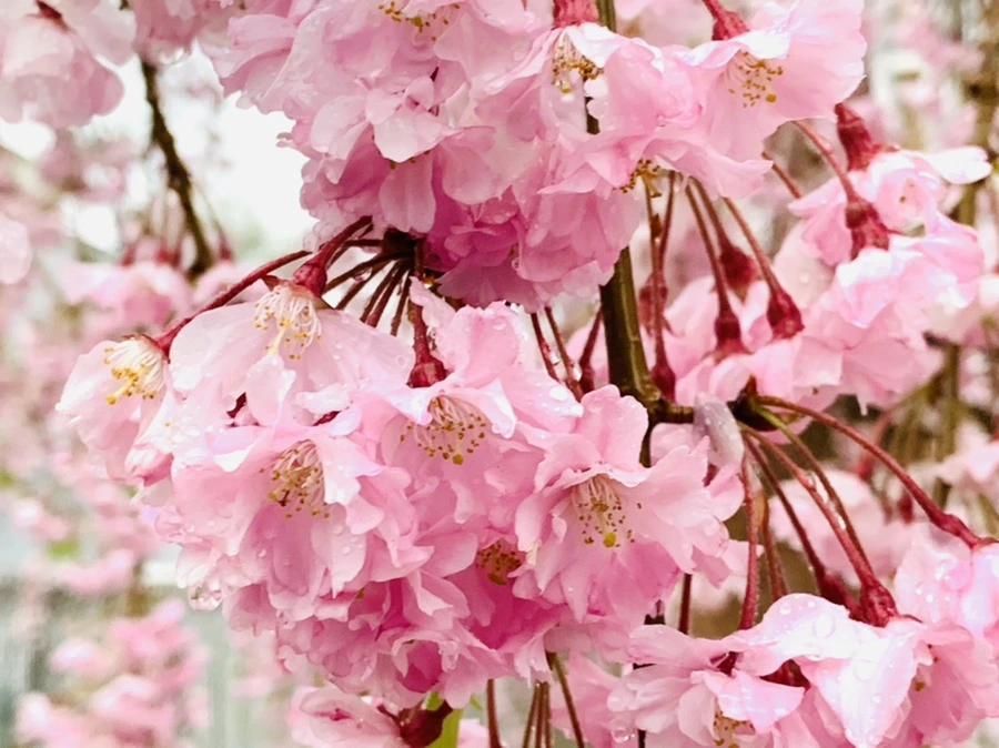 IMG_2293.jpg?type=w966