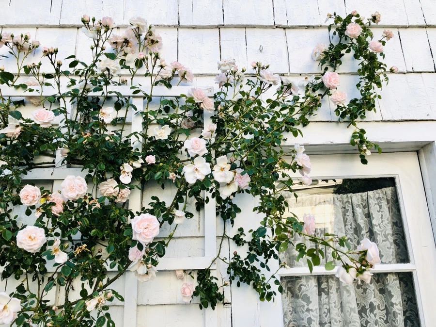 IMG_8478.jpg?type=w966