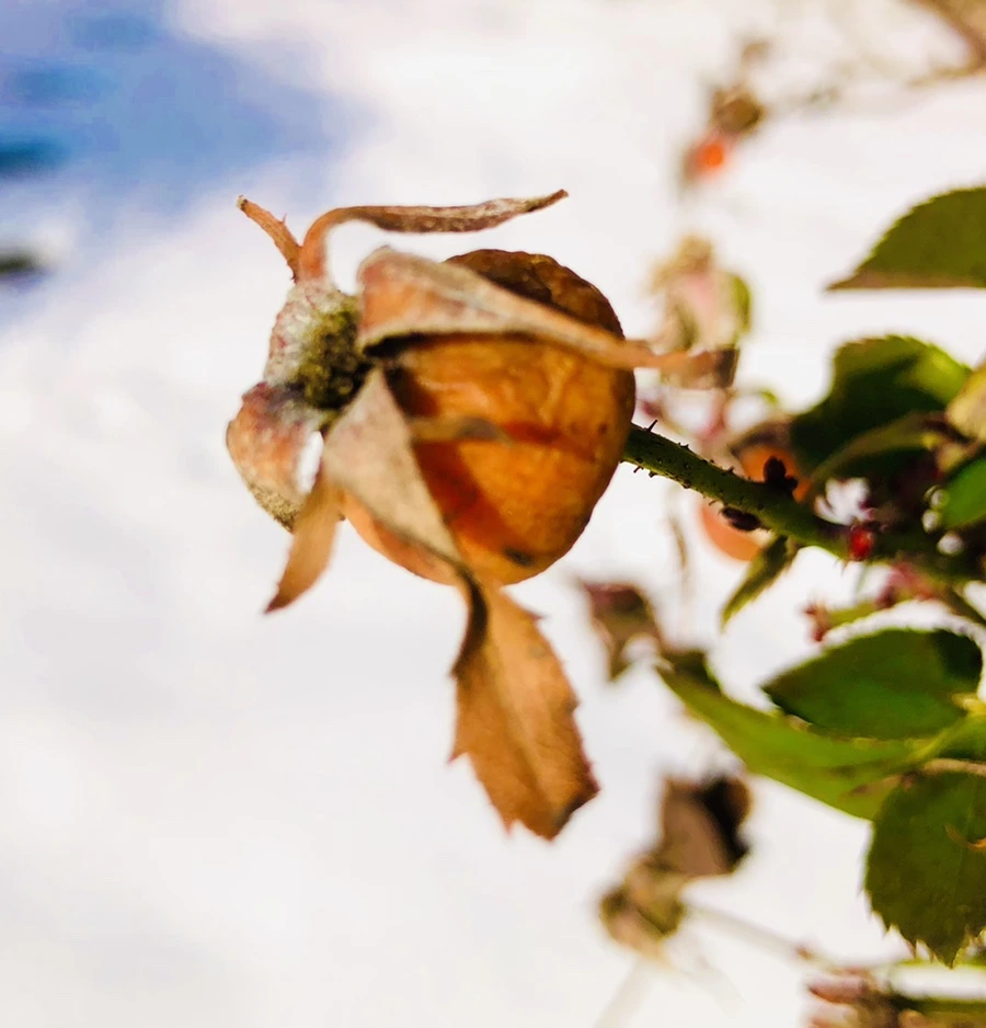 IMG_7751.jpg?type=w966