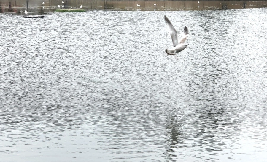 IMG_3225.jpg?type=w966