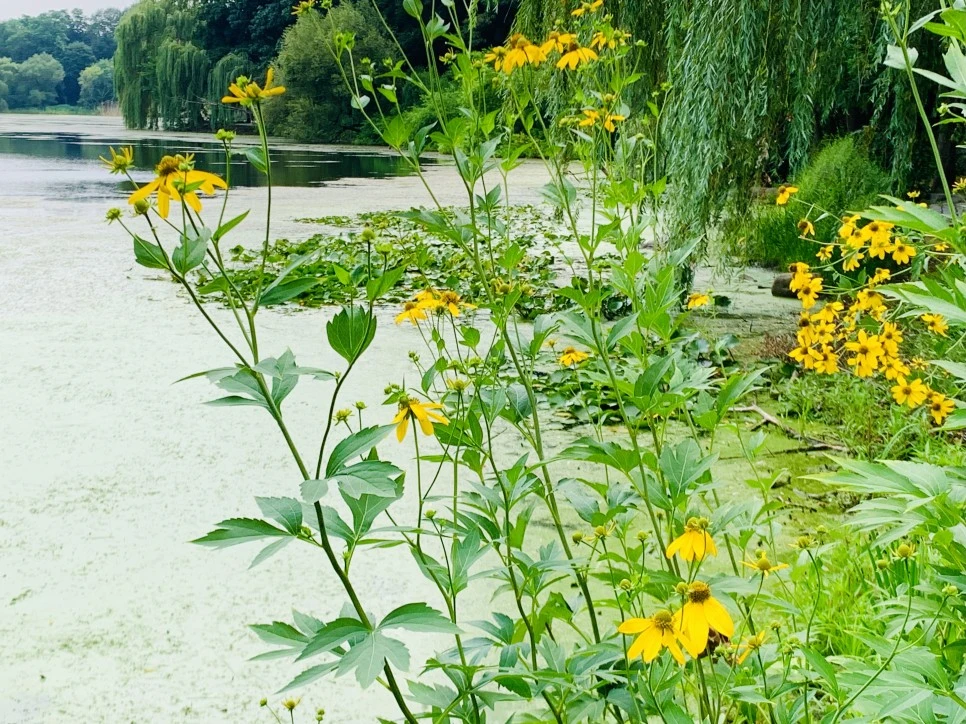 IMG_1312.jpg?type=w966