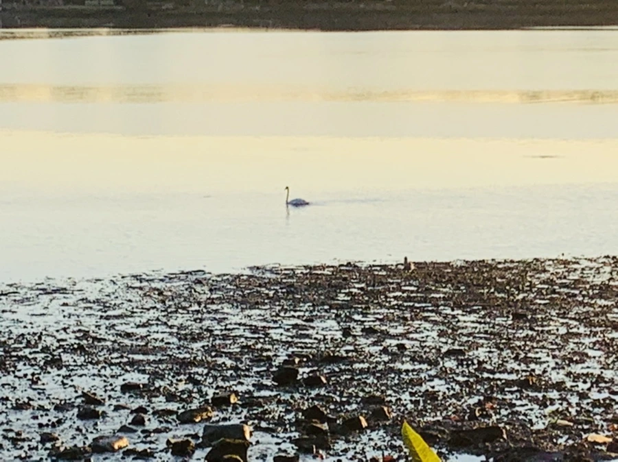 IMG_8634.jpg?type=w966