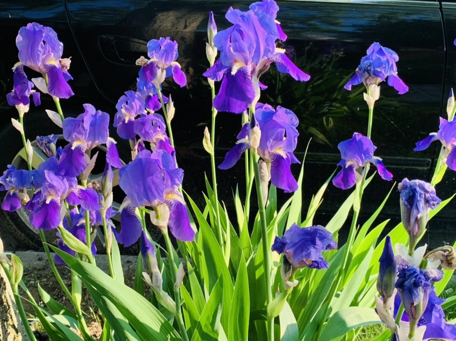 IMG_3438.jpg?type=w966