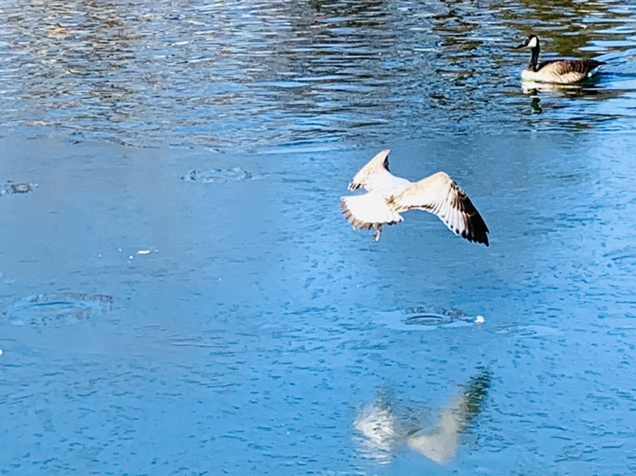 IMG_9030.jpg?type=w966