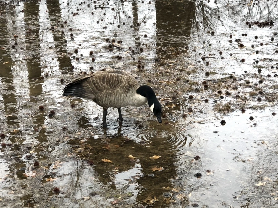 IMG_5716.jpg?type=w966