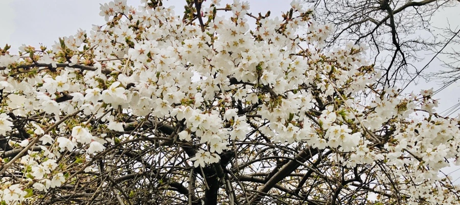 IMG_6714.jpg?type=w966