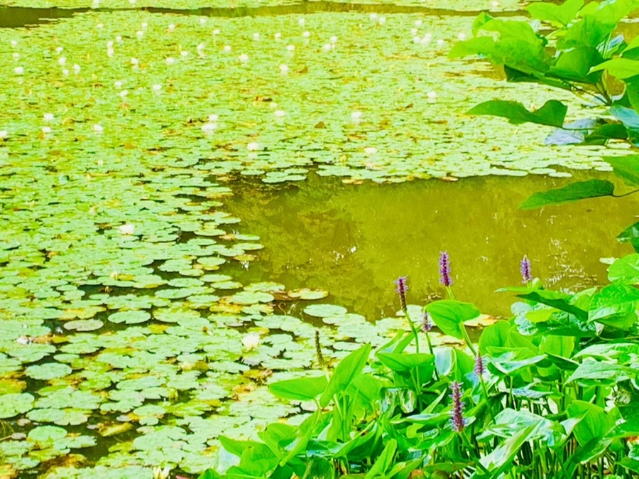 IMG_0411.jpg?type=w966