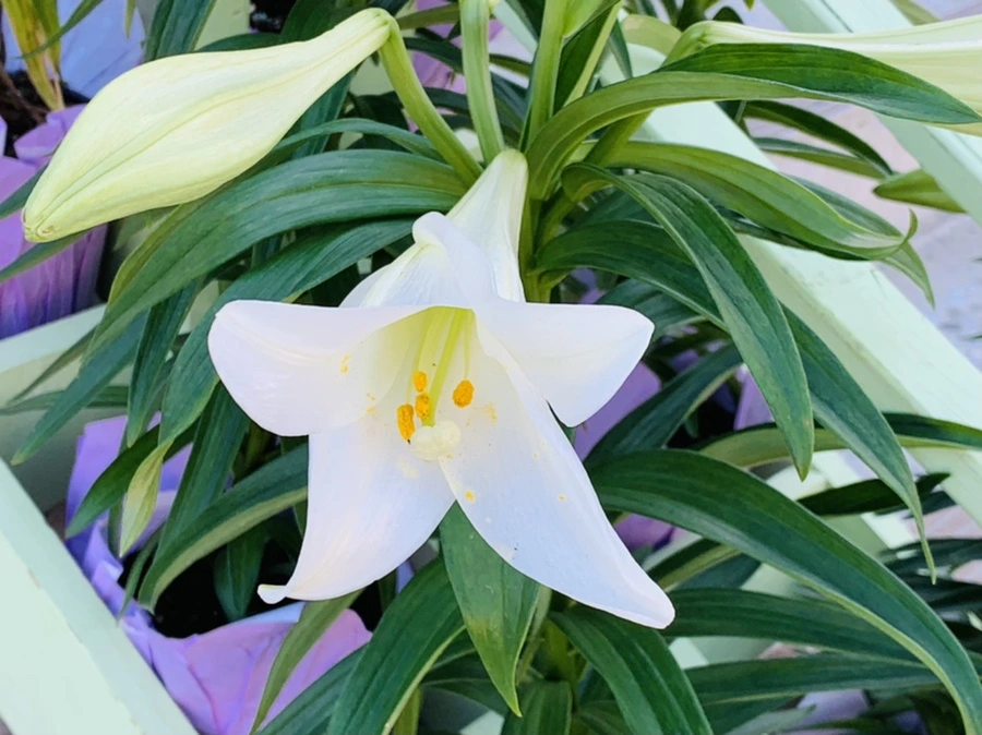 IMG_7553.jpg?type=w966