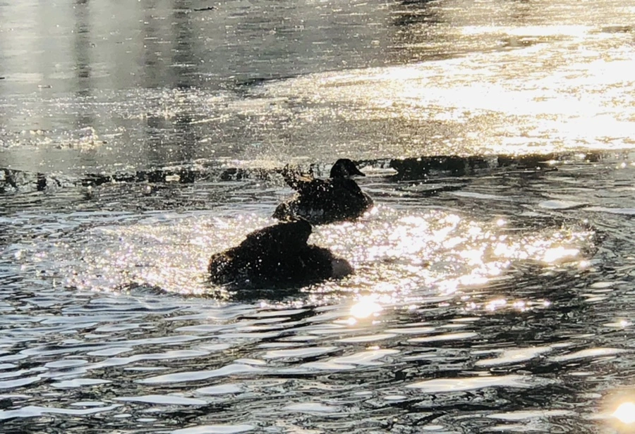 IMG_2858.jpg?type=w966