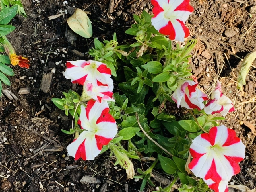 IMG_4678.jpg?type=w966