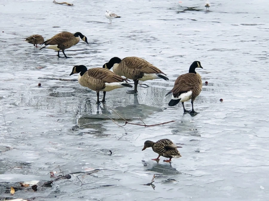 IMG_6196.jpg?type=w966