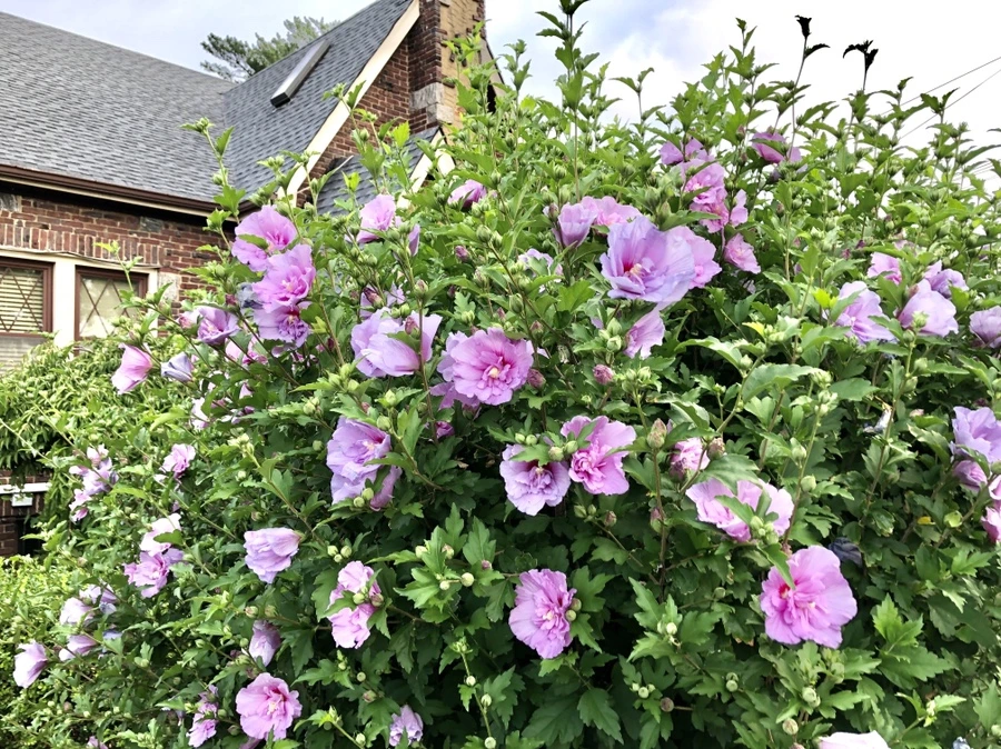 IMG_1596.jpg?type=w966