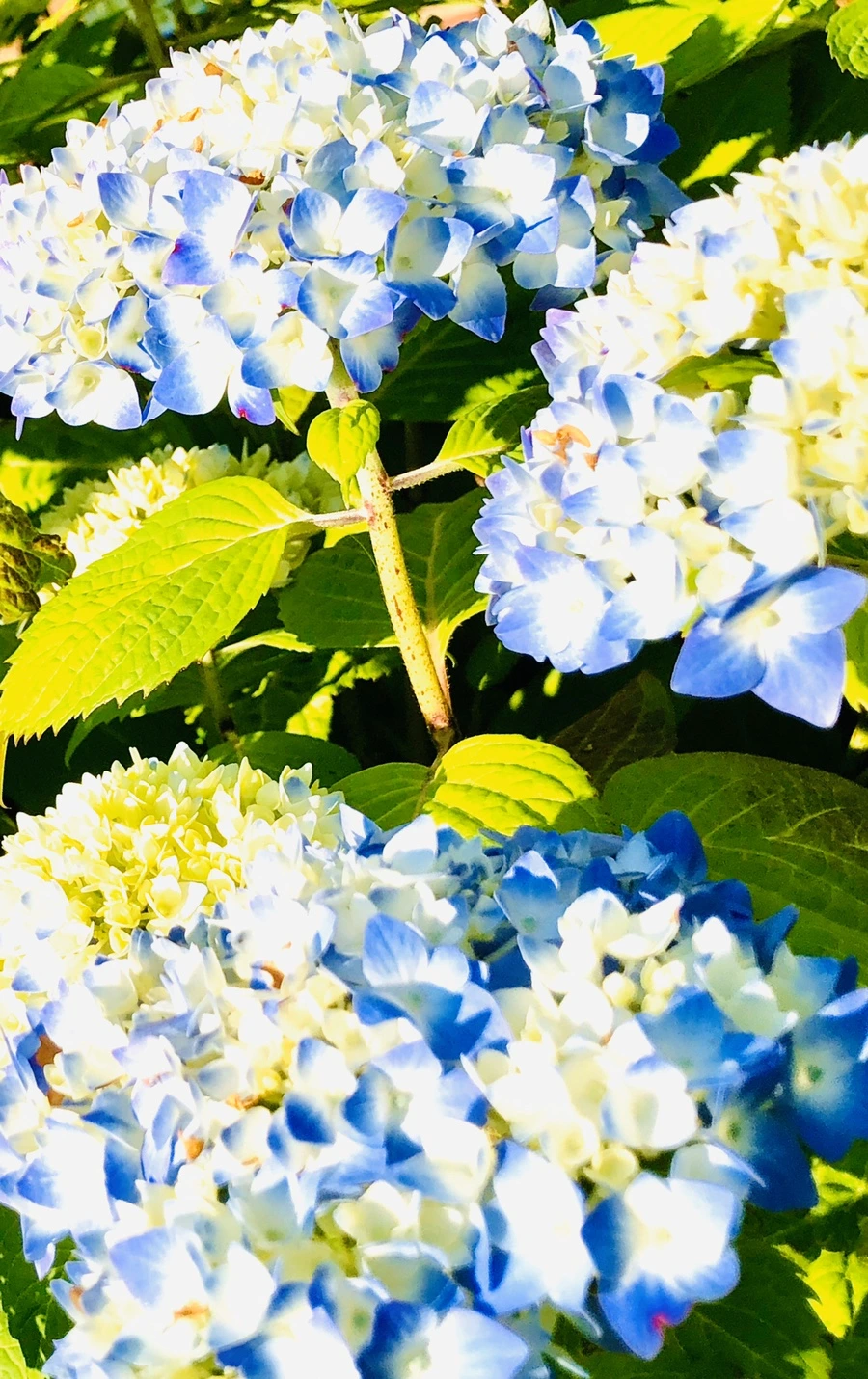 IMG_8357.jpg?type=w966