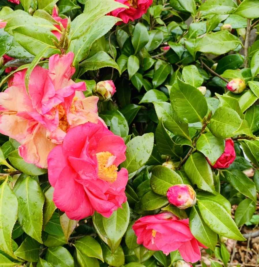 IMG_6247.jpg?type=w966