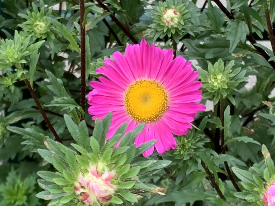 IMG_5907.jpg?type=w966