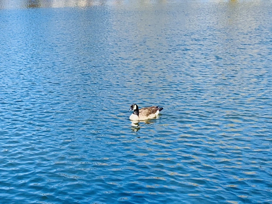 IMG_0621.jpg?type=w966