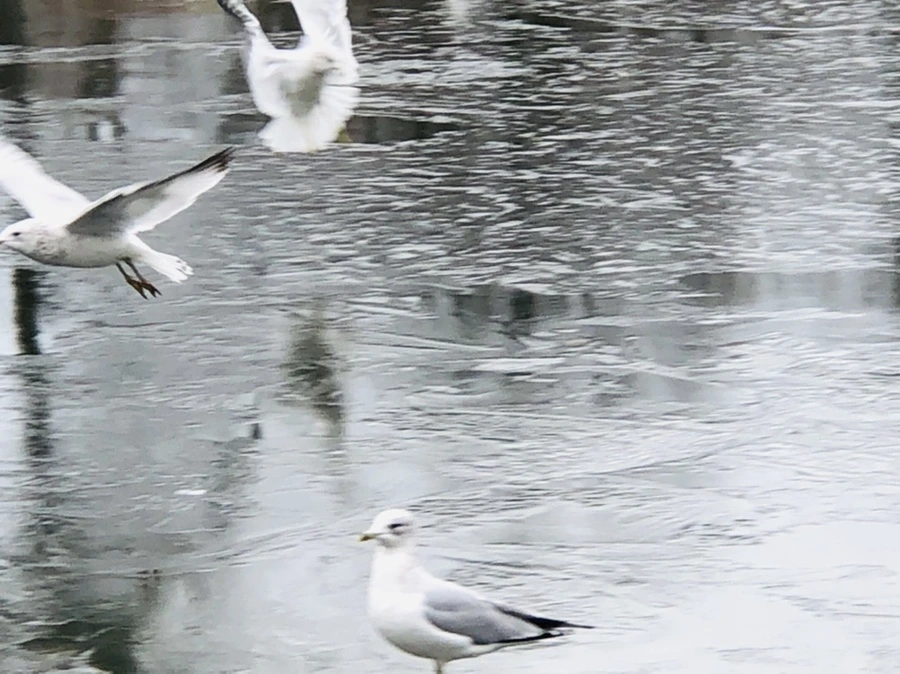 IMG_8955.jpg?type=w966