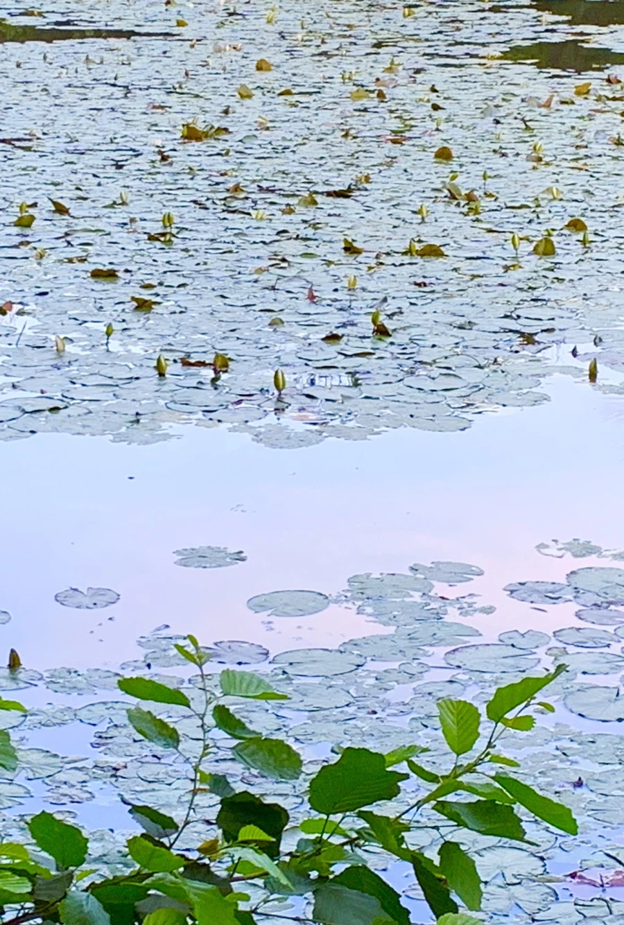 IMG_2972.jpg?type=w966