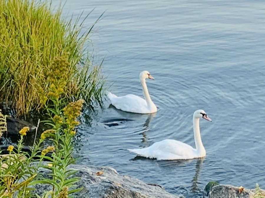 IMG_5606.jpg?type=w966