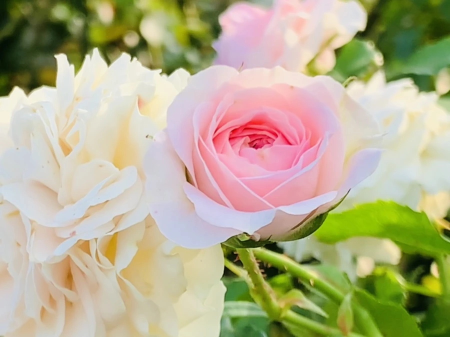 IMG_1202.jpg?type=w966