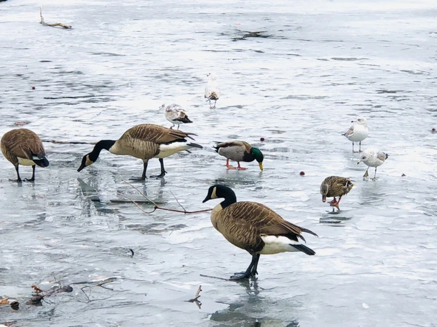 IMG_6169.jpg?type=w966