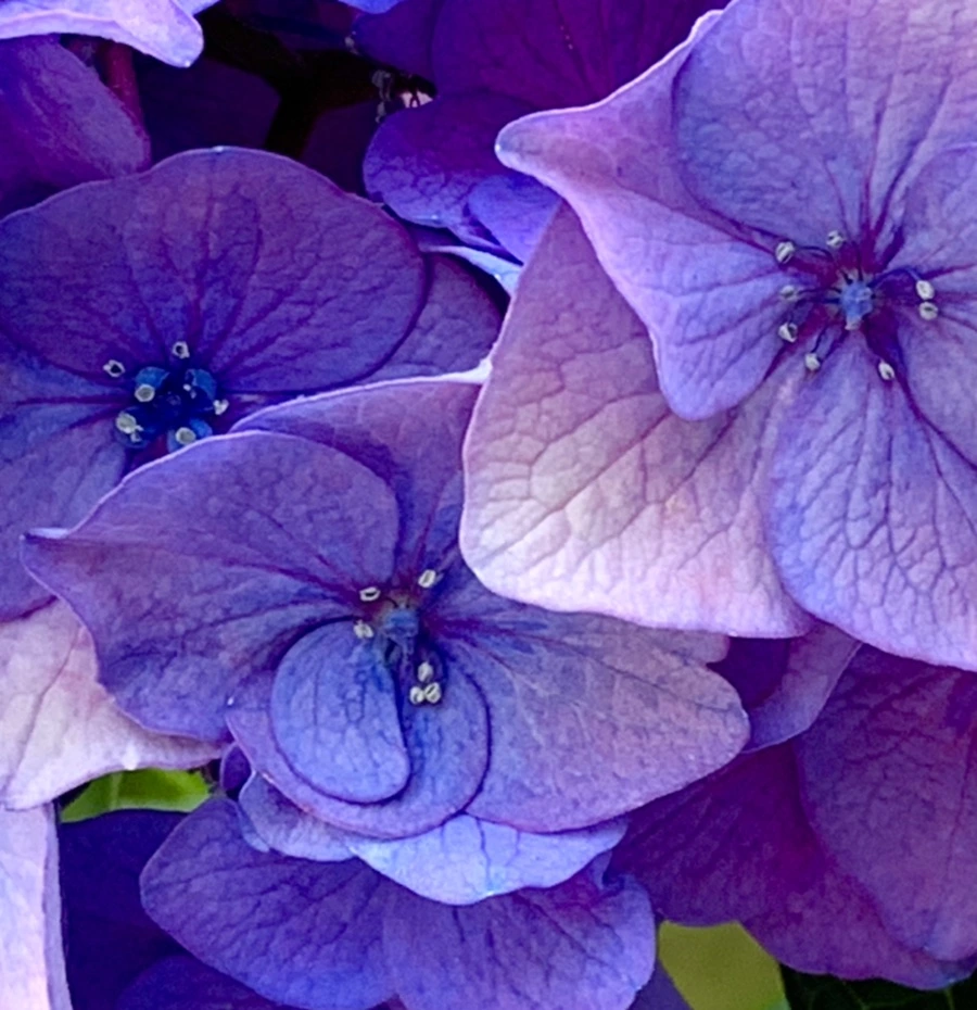 IMG_8761.jpg?type=w966