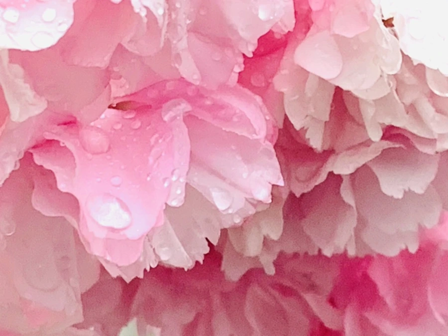 IMG_5281.jpg?type=w966