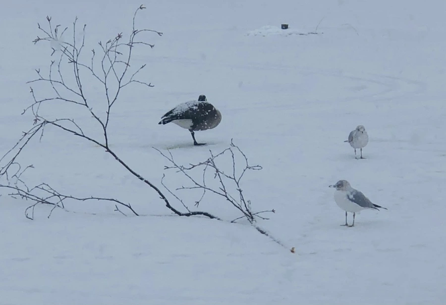 IMG_4096.jpg?type=w966