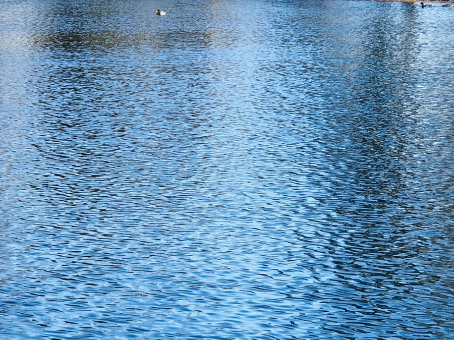 IMG_4046.jpg?type=w966