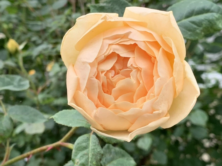 IMG_6051.jpg?type=w966