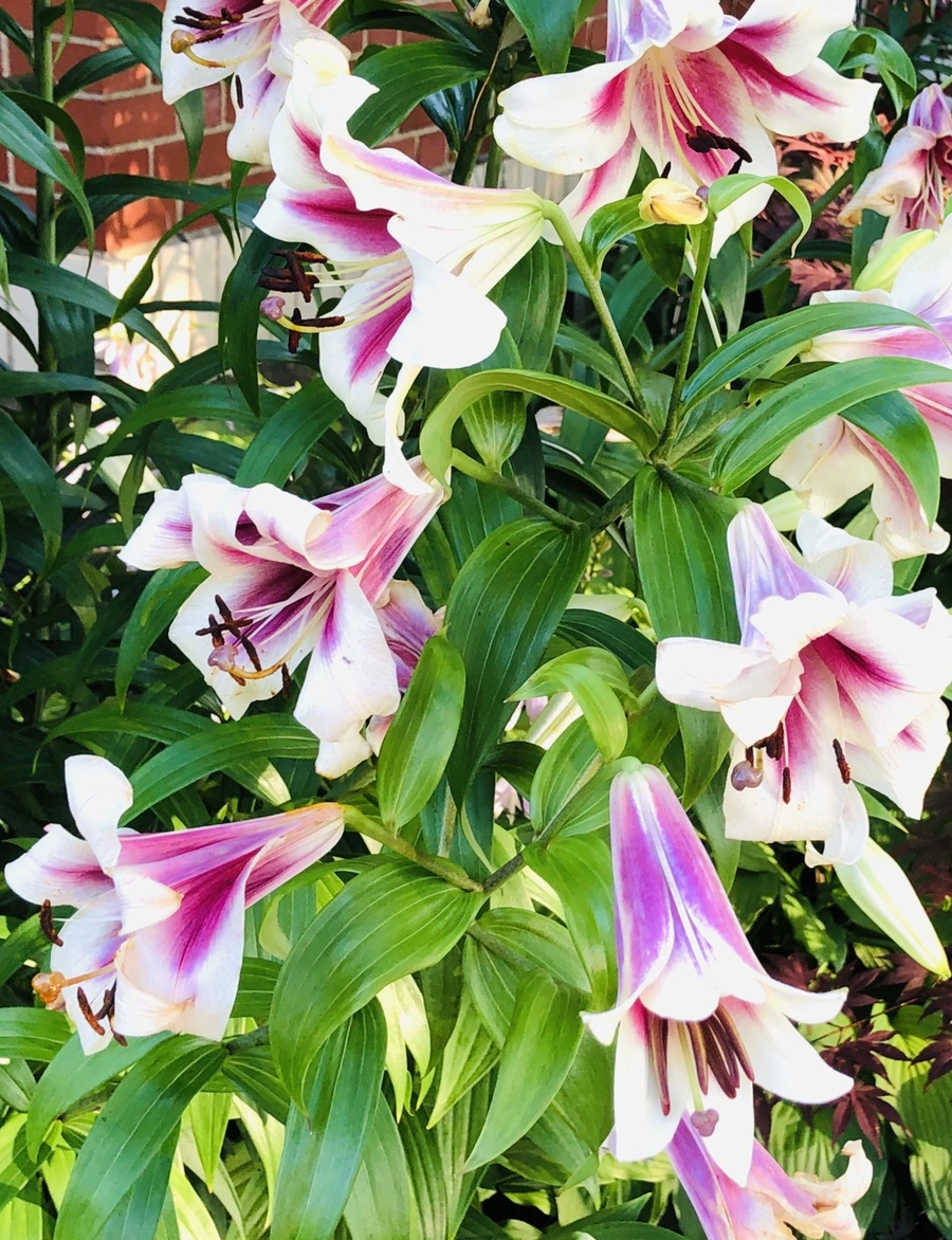 IMG_1893.jpg?type=w966