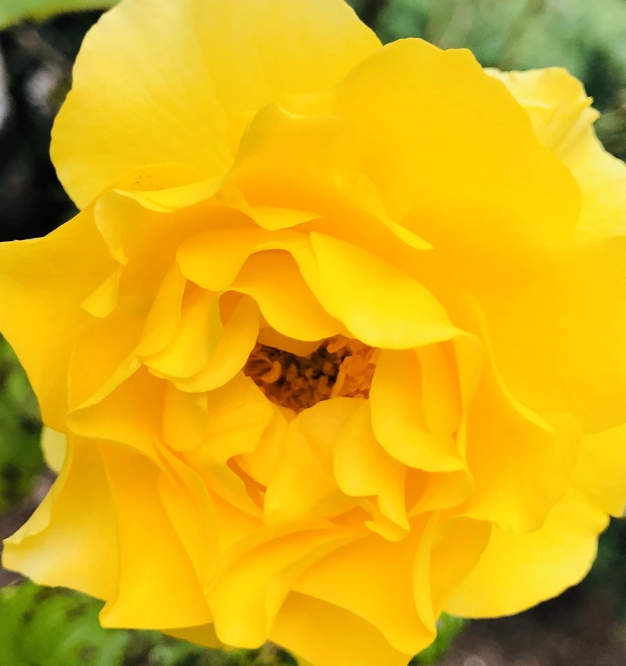 IMG_8833.jpg?type=w966