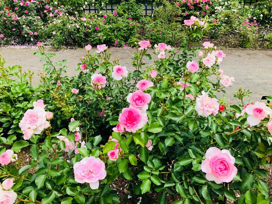 IMG_7215.jpg?type=w966