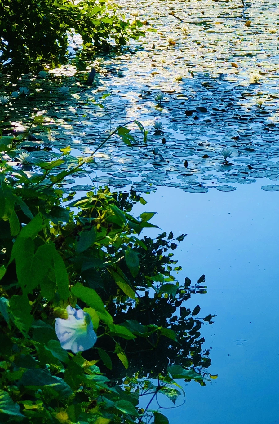 IMG_3950.jpg?type=w966