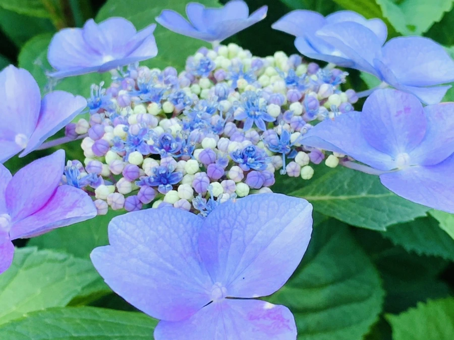 IMG_6313.jpg?type=w966