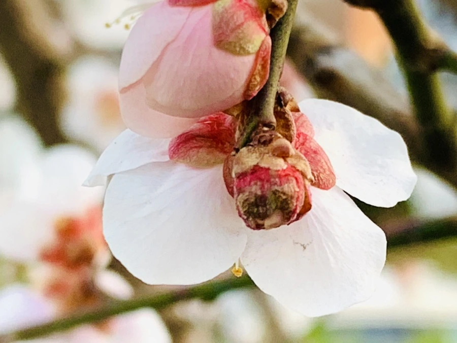 IMG_2811.jpg?type=w966