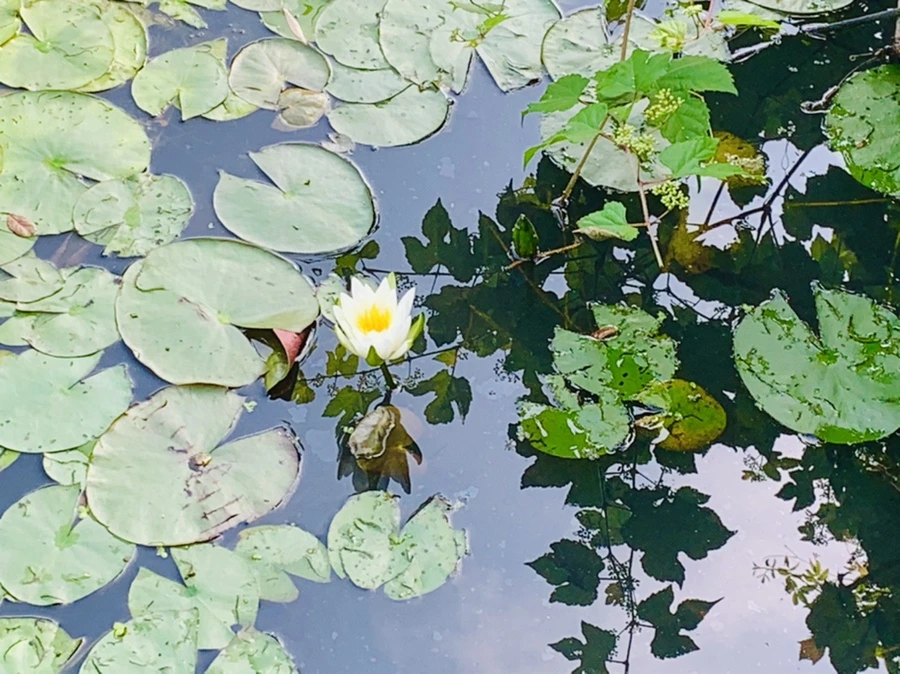 IMG_1118.jpg?type=w966