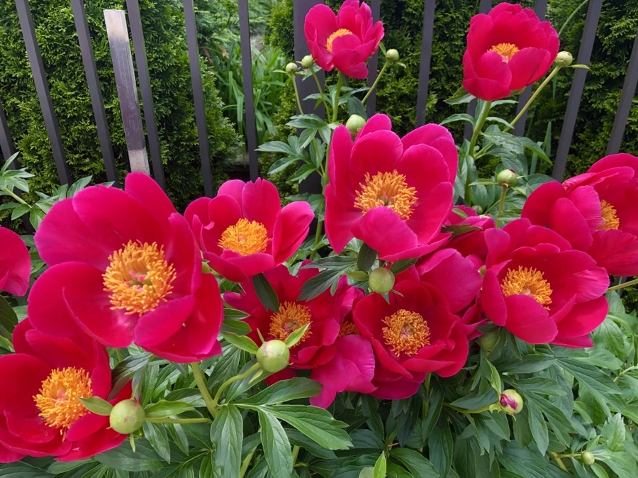 IMG_4916.jpg?type=w966