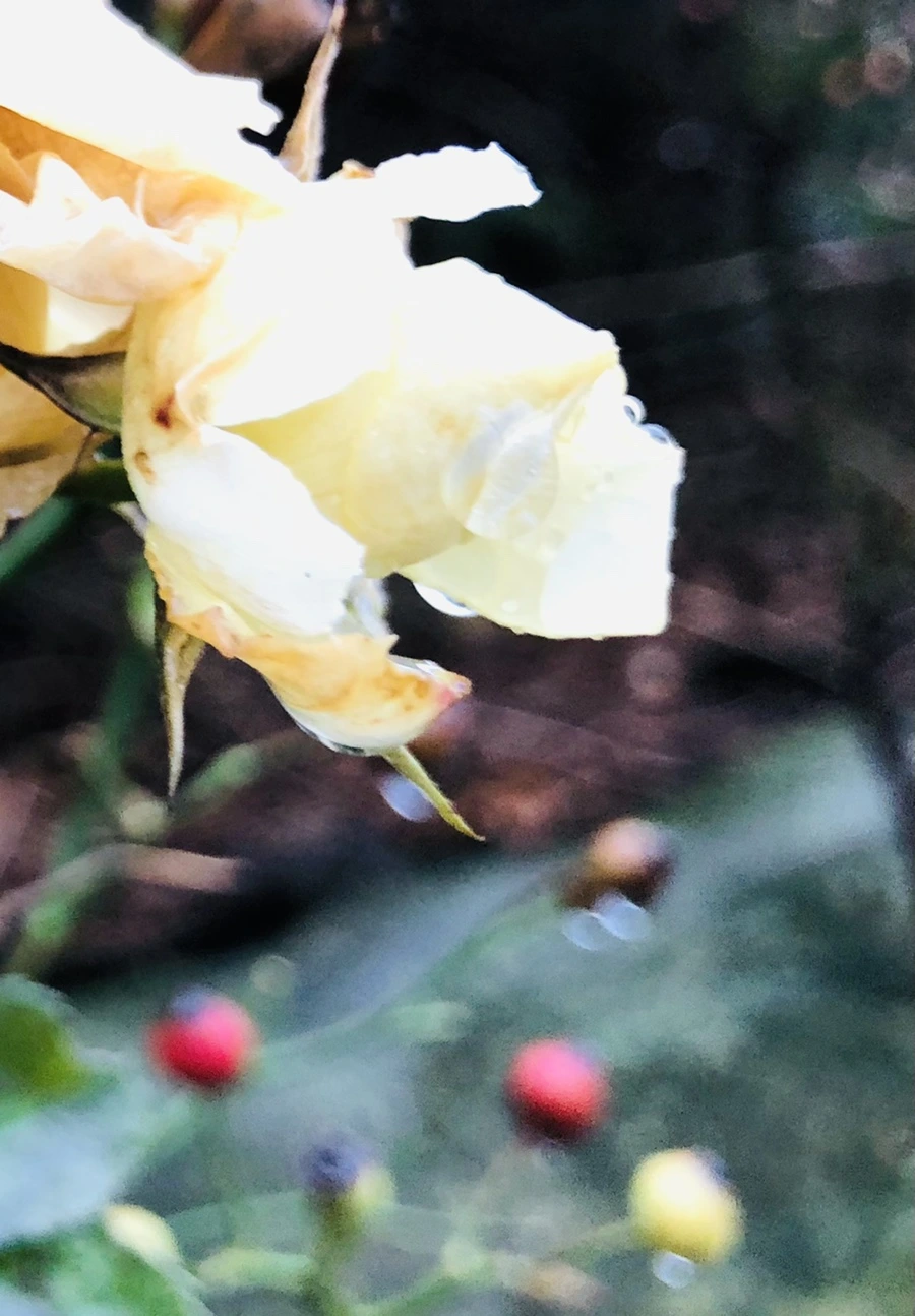 IMG_8069.jpg?type=w966