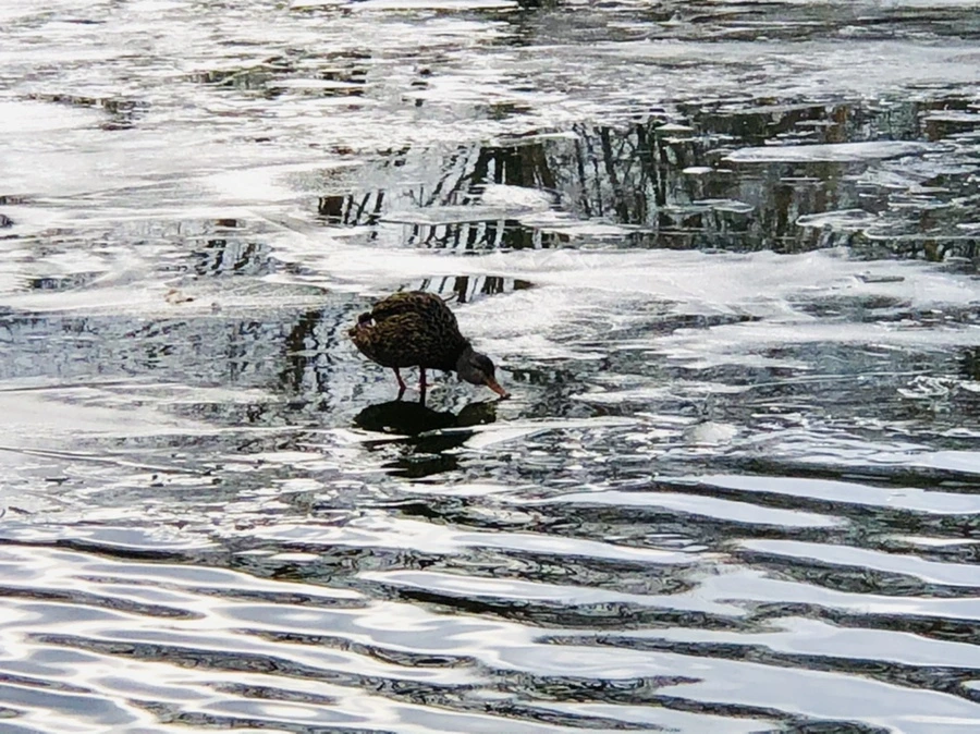 IMG_5017.jpg?type=w966