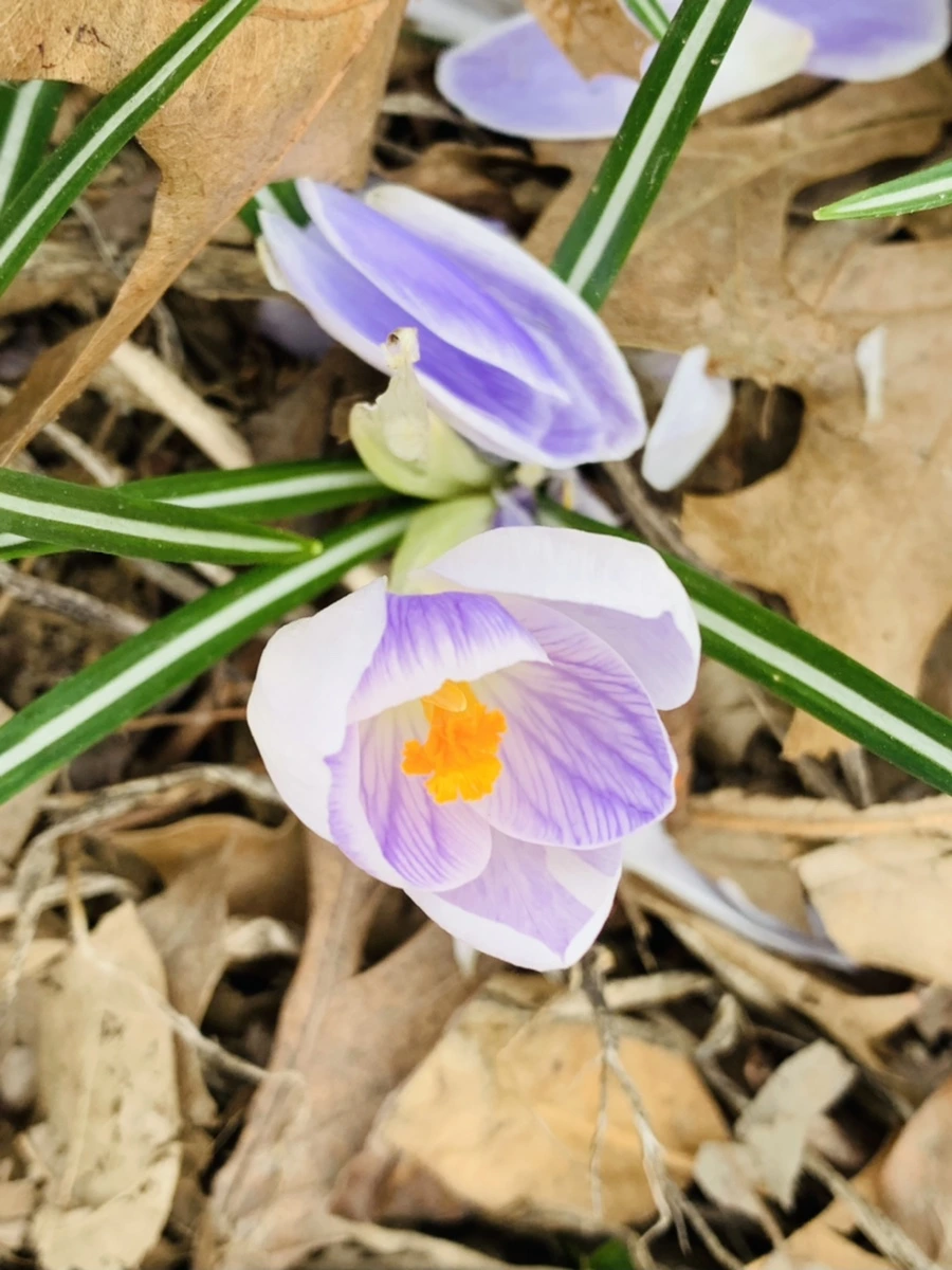 IMG_3515.jpg?type=w966