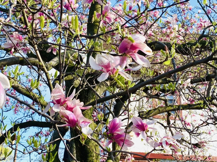 IMG_2676.jpg?type=w966